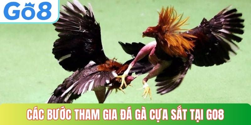 Các bước tham gia đá gà cựa sắt tại GO8