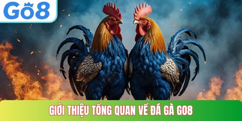 Giới thiệu tổng quan về đá gà GO8