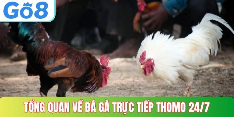 Khái quát về đá gà trực tiếp thomo 24/7 GO8